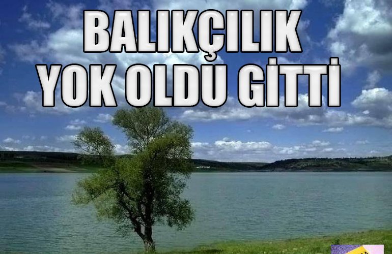 bozuyuk-haber_aynali-sazan-yok-denecek-kadar-az-0.jpg