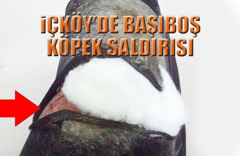 bozuyuk-haber_bir-anda-kopeklerin-saldirisina-ugradi-0.jpg