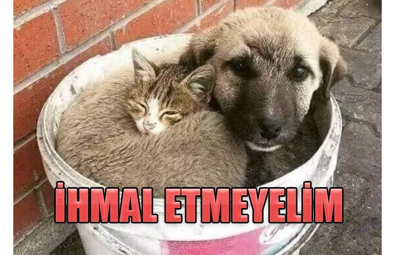 bozuyuk-haber_can-dostlarimizi-koruyalim-0.jpg