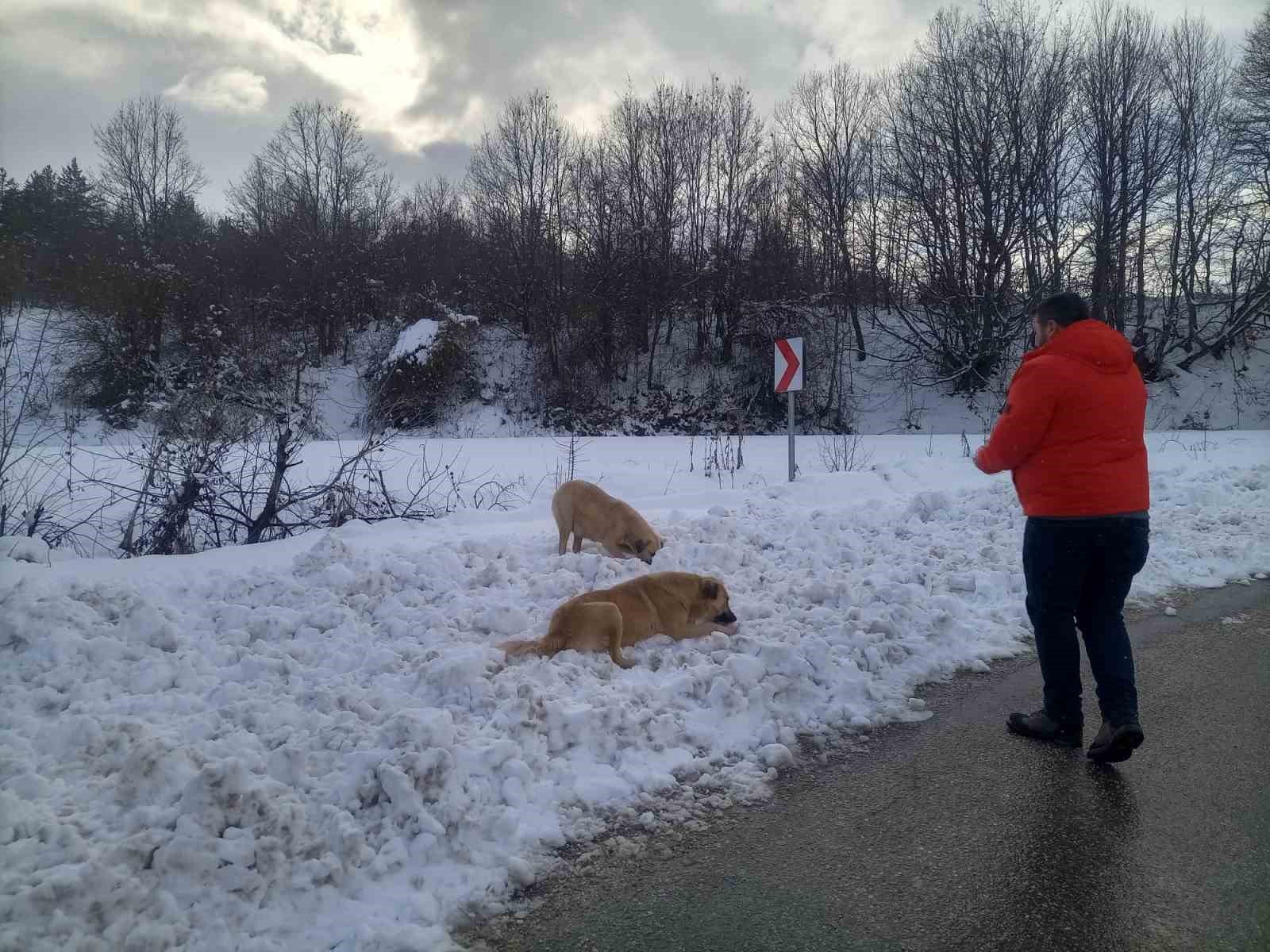 bozuyuk-haber_zorlu-hava-sartlarinda-sokak-hayvanlarini-unutmuyorlar-0.jpg