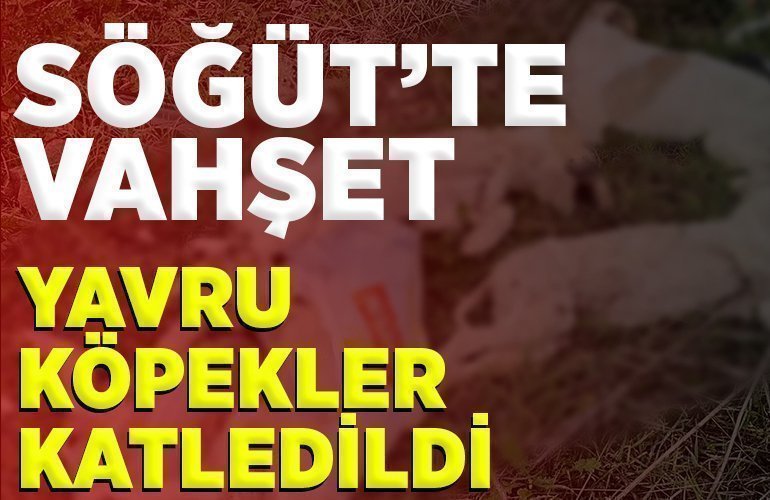YAVRU KÖPEKLER KATLEDİLDİ