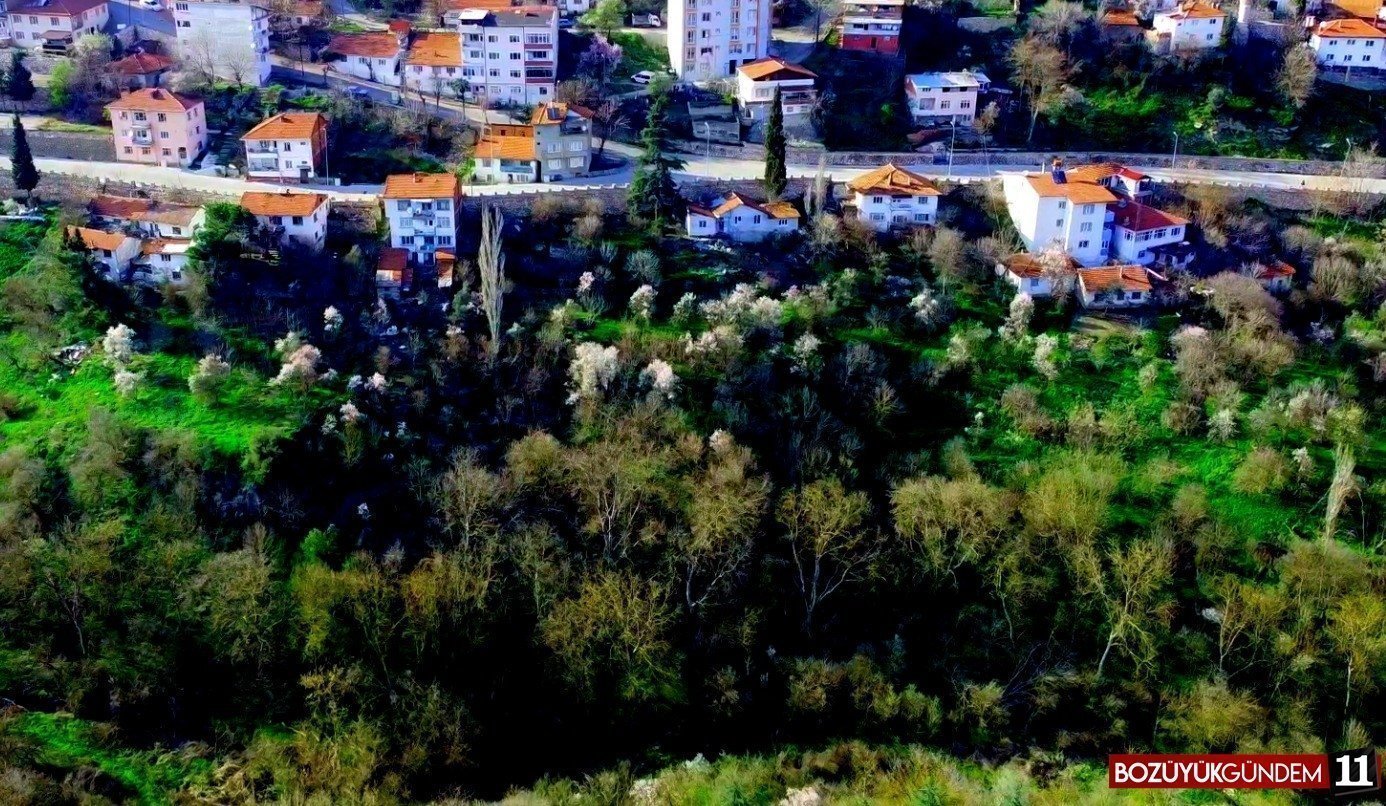 bilecik-te-badem-agaclari-cicek-acti-2781.jpg
