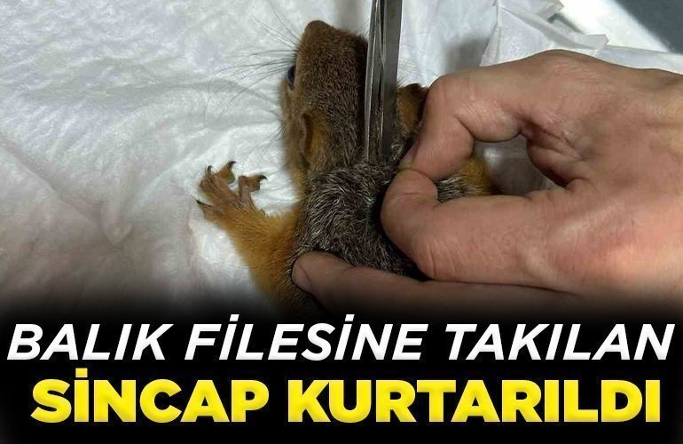 Balık filesine takılan sincap kurtarıldı