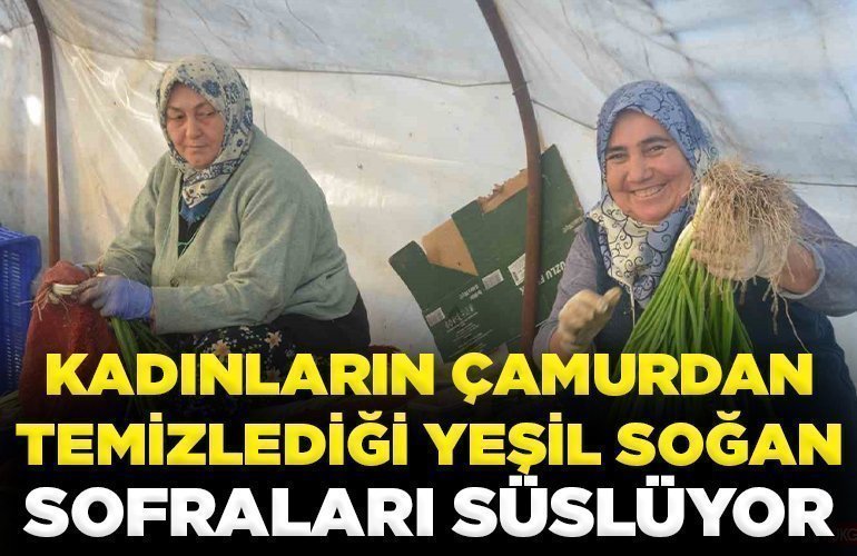 Kadınların çamurdan temizlediği yeşil soğan sofraları süslüyor