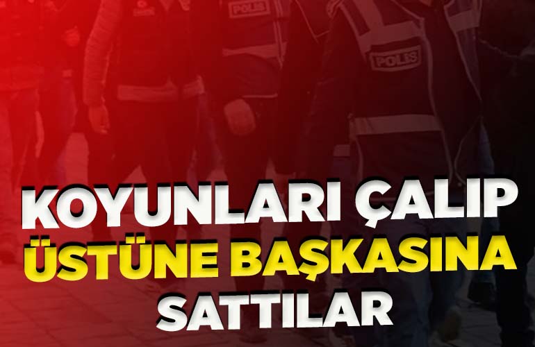 Koyun hırsızları yakalandı