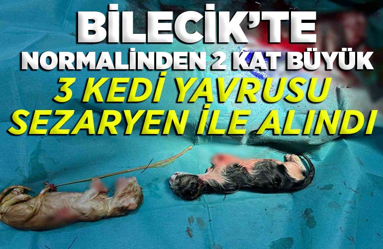 Normalinden 2 kat büyük 3 kedi yavrusu sezaryen ile alındı
