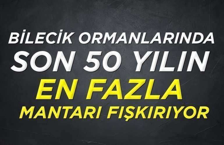 Bilecik ormanlarında son 50 yılın en fazla mantarı fışkırıyor