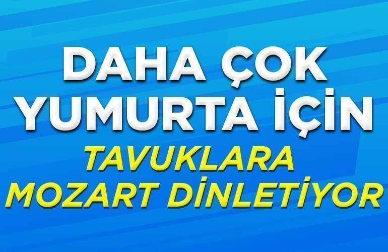 tavuklara