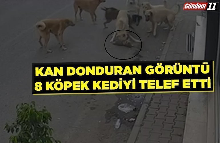 8 köpeğin kediyi telef ettiği anlar kamerada