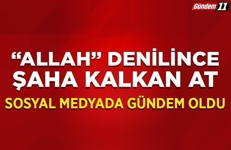'Allah' denilince şaha kalkan at sosyal medyada gündem oldu