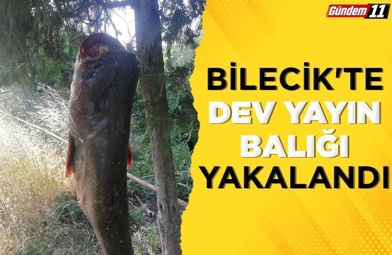 Bilecik'te dev yayın balığı yakalandı
