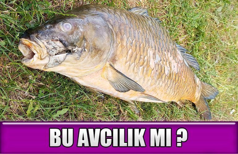 bozuyuk-haber-1683210-yapmayin-beyler-0.jpg
