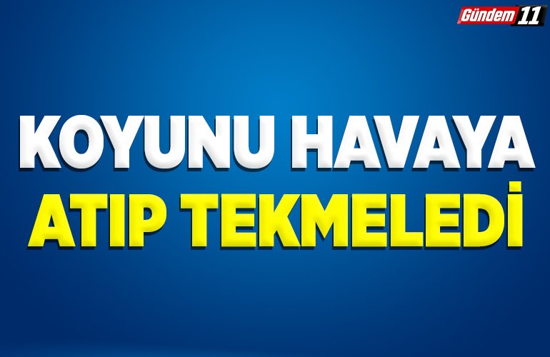 koyunu havaya atıp tekmeledi