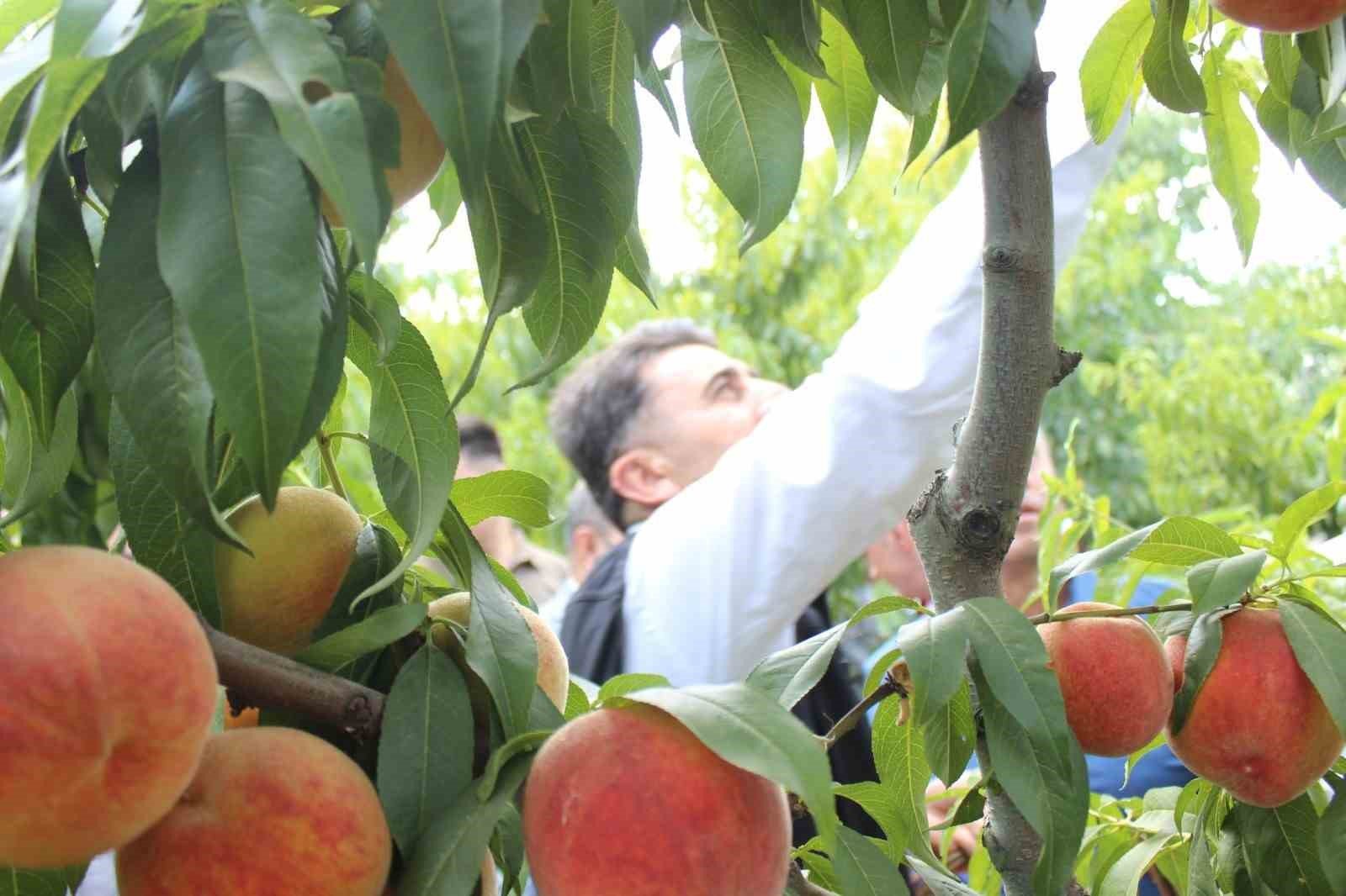 bozuyuk-haber-101071061-bilecik-te-hasat-mesaisine-baslayan-seftali-ureticisinin-yuzu-guluyor-0.jpg