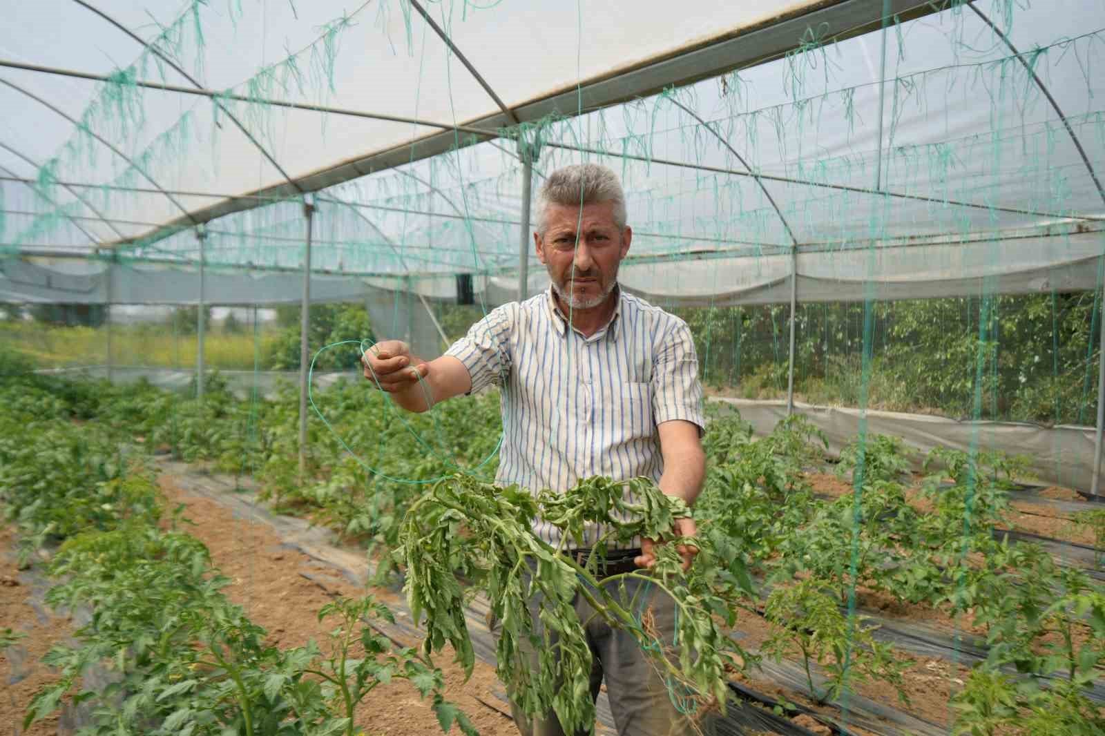 bozuyuk-haber-410106105-marmara-nin-kucuk-antalya-si-tabir-edilen-bolgede-uretilen-domatesi-lekeli-solgunluk-virusu-vurdu-0.jpg