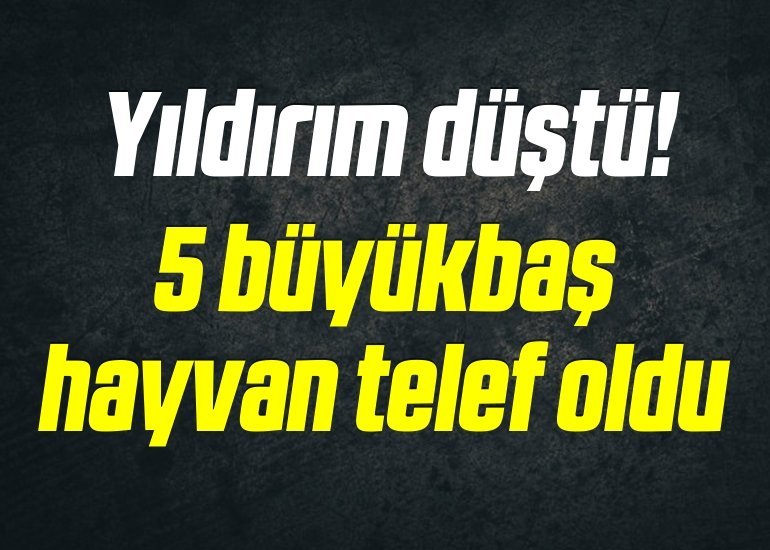 mnst_777639-990