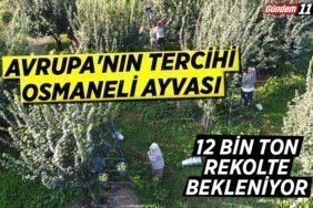 12 bin ton rekolte bekleniyor