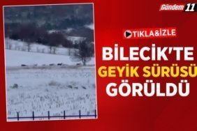 BİLECİK'TE GEYİK SÜRÜSÜ GÖRÜLDÜ