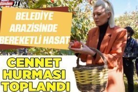 Cennet Hurması