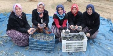 bozuyuk-haber-87108610-trabzonlu-kadinlar-tekirdag-da-zeytin-tarlalarinda-hasat-mesaisi-yapiyor-0.jpg