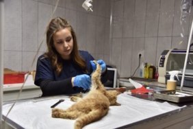 bozuyuk-haber-5109932-bilecik-te-sokak-hayvanlari-tedavi-ve-rehabilitasyon-merkezi-nde-ampute-operasyonu-gerceklestirildi-0.jpg