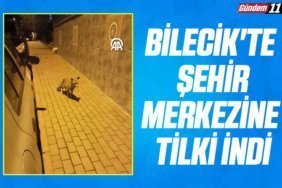 Bilecik'te şehir merkezine tilki indi