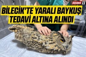 Bilecik'te yaralı baykuş tedavi altına alındı