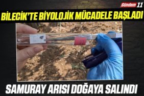 Samuray Arısı Doğaya Salındı