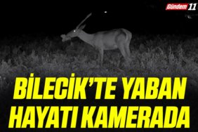 Bilecik’te Yaban Hayatı Kamerada