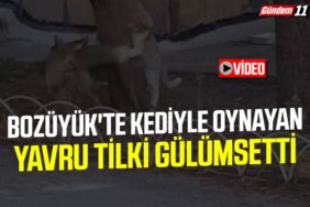 Bozüyük'te Sokak Kedisiyle Oynayan Tilki Gülümsetti