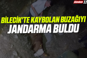 Bilecik'te kaybolan buzağıyı jandarma buldu