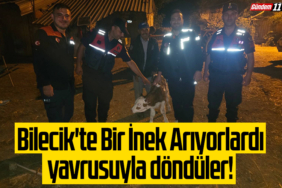 Bilecik'te Bir İnek Arıyorlardı, yavrusuyla döndüler!