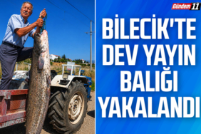 Bilecik'te Dev Yayın Balığı Yakalandı