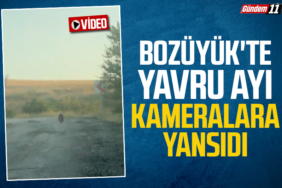 Bozüyük'te Yavru Ayı Kameralara Yansıdı