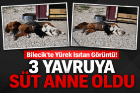 3 Yavruya Süt Anne Oldu