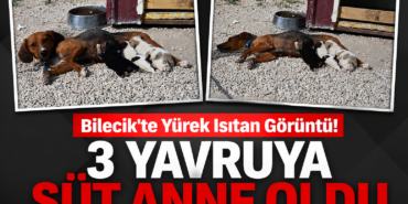 3 Yavruya Süt Anne Oldu