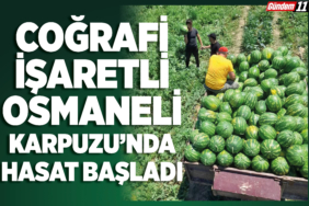 Coğrafi İşaretli Osmaneli Karpuzunda Hasat Başladı