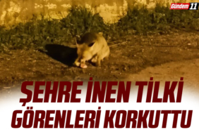 Şehre inen tilki görenleri korkuttu