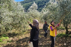 bilecik-haber_bilecik-te-zeytin-rekoltesi-icin-saha-calismasi-134620