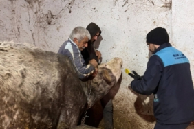 bozuyuk-haber-471216-ilkbahar-sap-asilama-calismalari-devam-ediyor-0.jpg