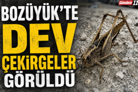 çekirge
