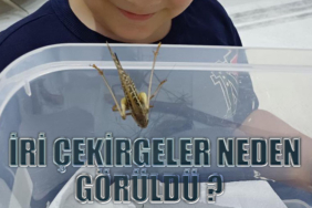 cekirge_1