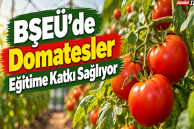 domates