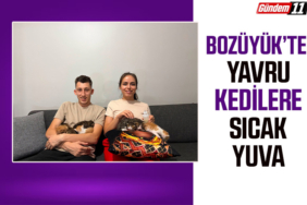 kedi