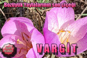 vargit_2